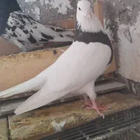 فولادی|پرنده|اندیکا, |دیوار