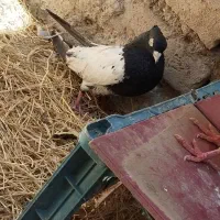 کله سیاه نر