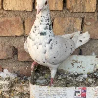 سار|پرنده|کرمان, |دیوار