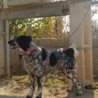 واگذاری ماده بومی شکم پر|سگ|فلاورجان, |دیوار