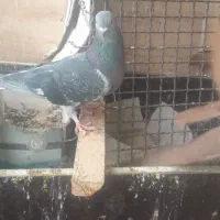 کبوترموشی نوک ریز طلایی سبز نقره ای|پرنده|شریف‌آباد, |دیوار