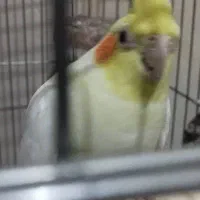 عروس هلندی ماده آماده اماده|پرنده|شیراز, فضلآباد|دیوار