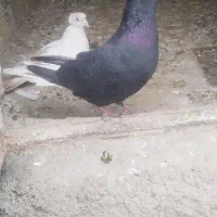 ذاغ دم سفید ناشی