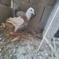 کبوتر|پرنده|رامهرمز, |دیوار