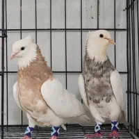 کبوتر طوقی|پرنده|ری, ملک‌آباد|دیوار