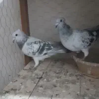 کبوتر شامی|پرنده|آشخانه, |دیوار