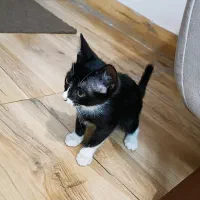 واگذاری بچه گربه دو ماهه خونگی|گربه|چاف و چمخاله, |دیوار