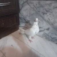 کبوتر نر سربرنجی یاسرجزی