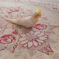 جوجه عروس هلندی سالم