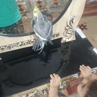 عروس دستی نر معاوضه با نر وحشی برای جفت|پرنده|شریفآباد, |دیوار