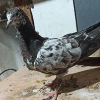 گمشده