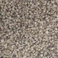 اسپند محلی|حراج|قروه, |دیوار