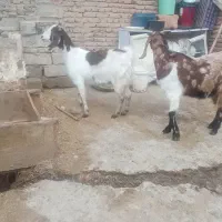 2عدد بز|حیوانات مزرعه|بناب, |دیوار