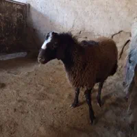 بره نر هترو