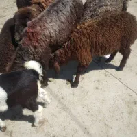 میش بره دار