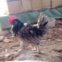 دو عدد خروس