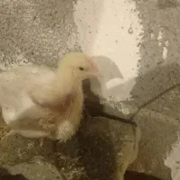 جوجه گوشتی ۱۴روزه راس