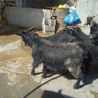 قصابی گوشت ارزان ودام زنده گوساله،شیشک،بز،تی،|حیوانات مزرعه|پلدختر, |دیوار