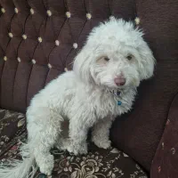 سگ آپارتمانی