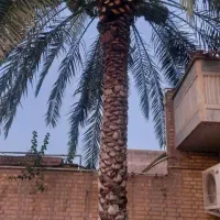 بریدن نخل و درخت قطع نخل حرس نخل سمپاشی نخل|خدمات باغبانی و درختکاری|اهواز, شهرک نفت|دیوار