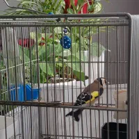 سهره نر درشت