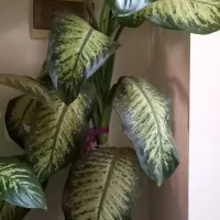 گل دیفن باخیا