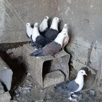 کفتر کلاغ کربلایی وحشی|پرنده|زاوه, |دیوار