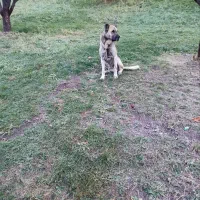 فروش سگ گله دوساله به علت نبود جا قیمت توافقی