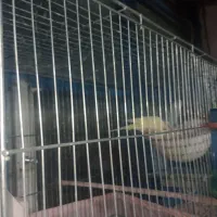 قناری مولد به شرط|پرنده|هشتگرد, شهرک راه آهن|دیوار