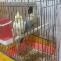 عروس هلندی|پرنده|ملایر, |دیوار