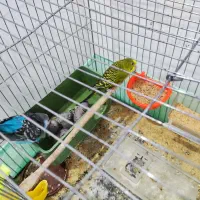 جفت مرغ عشق همراه با جوجه