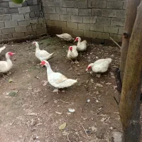 اردک مسکویی خروس غاز|حیوانات مزرعه|ساری, |دیوار