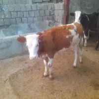 دو راس گوساله ماده سیمینتال