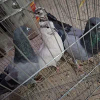 کبوتر تهرانی پلاکی