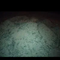 کود حیوانی گوسفند و گاو|خدمات باغبانی و درختکاری|رامهرمز, |دیوار