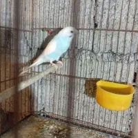 مرغ عشق|پرنده|حویق, |دیوار