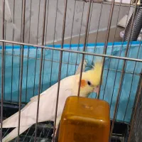 عروس هلندی|پرنده|سیرجان, |دیوار