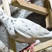 سفید هفترنگ خطی ( سفید خالدار ) بینظیر