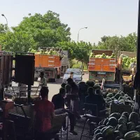 اجاره حجره تره بار مرکزی تهران  فاز 2سالن 10 پ 27|اجارهٔ مغازه و غرفه|تهران, میدان میوه و تره‌بار مرکزی|دیوار