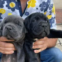 توله گارد سگ کنکورسو دو رنگ مشکی و بولو|سگ|تهران, باشگاه نفت|دیوار