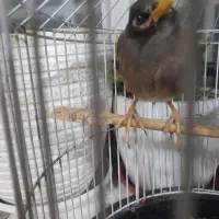 مرغ مینا نر