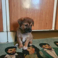 واگذاری دوبرمن مینیاتور پینچر اصیل(دوبرمن پاکوتاه)|سگ|گنبد کاووس, |دیوار