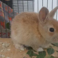 بچه خرگوش ناز و باهوش|موش و خرگوش|کاشان, مزرعه نو|دیوار