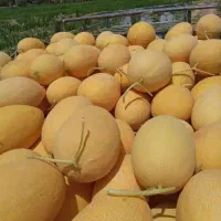 فروش یا اجاره جهت ساخت ویلا یا گلخانه یا کشت صیفی|فروش دفتر صنعتی، کشاورزی، تجاری|لنجان, |دیوار