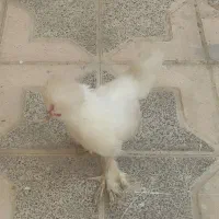 خروس سلطان|حیوانات مزرعه|خمینی‌شهر, |دیوار