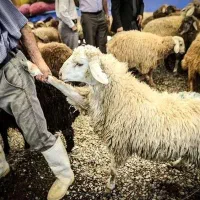 گوسفند مشهد زنده بدون واسطه در جایگاه رسمی|حیوانات مزرعه|مشهد, ایثارگران|دیوار