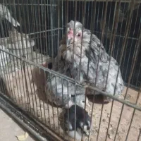 مرغ و خروس