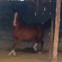 مادیان|اسب و تجهیزات اسب‌سواری|شبانکاره, |دیوار