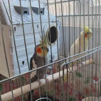 یک جفت عروس هلندی نروماده مولدباتجهیزات|پرنده|بیجار, |دیوار