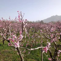 هرس درخت میوه